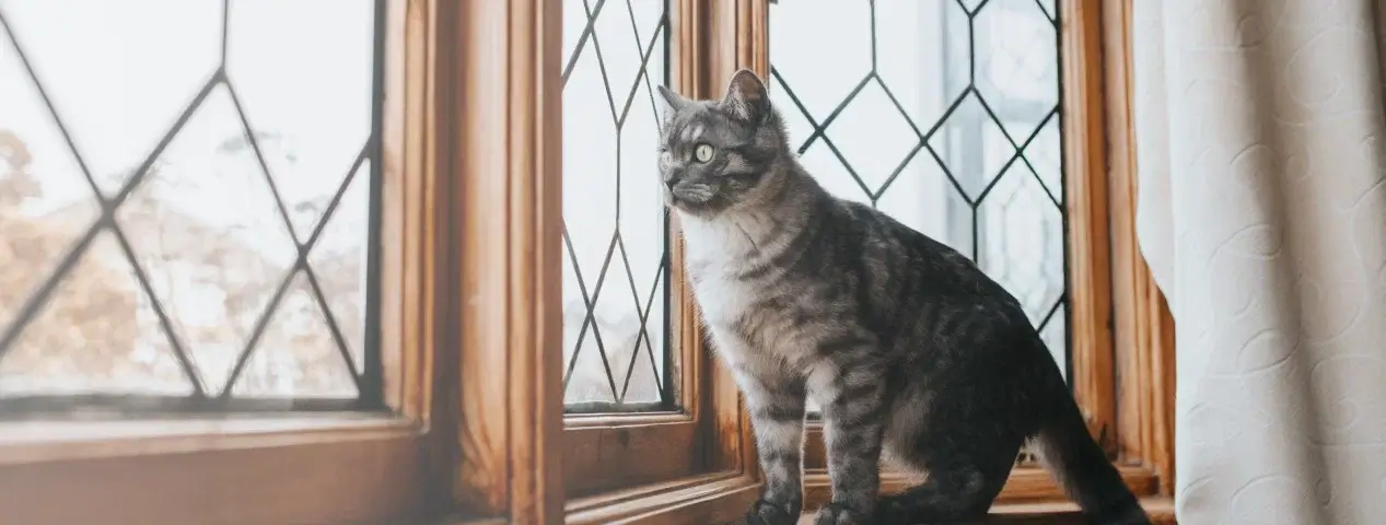 Дизайн окон